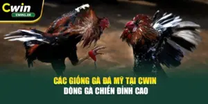 Các Giống Gà Đá Mỹ Tại Cwin – Dòng Gà Chiến Đỉnh Cao