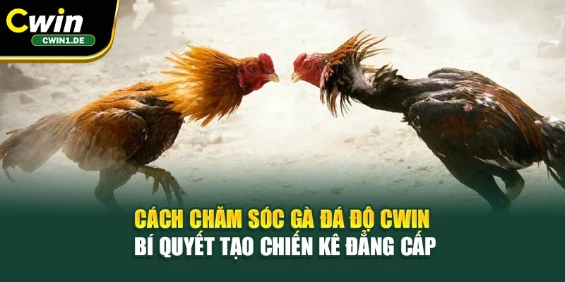 Cách Chăm Sóc Gà Đá Độ Cwin – Bí Quyết Tạo Chiến Kê Đẳng Cấp