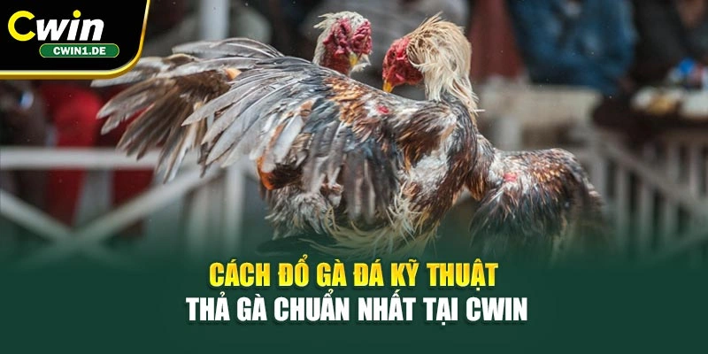 Cách Đổ Gà Đá – Kỹ Thuật Thả Gà Chuẩn Nhất Tại Cwin