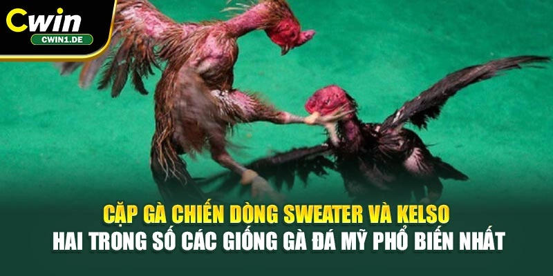 Cặp gà chiến dòng Sweater và Kelso - hai trong số các giống gà đá Mỹ phổ biến nhất
