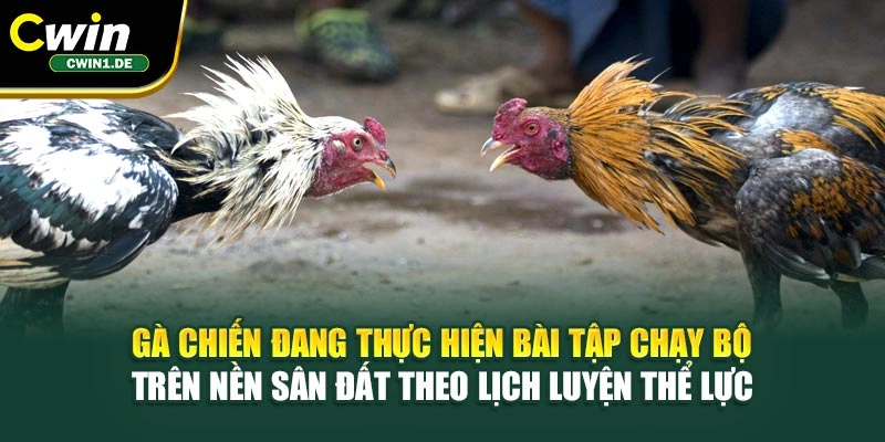 Gà chiến đang thực hiện bài tập chạy bộ trên nền sân đất theo lịch luyện thể lực