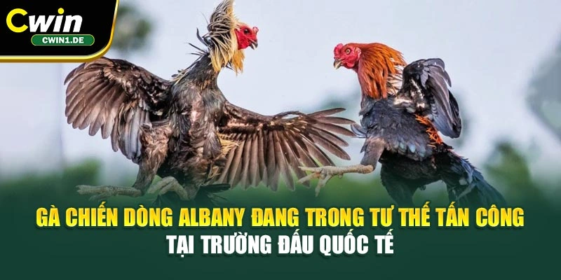 Gà chiến dòng Albany đang trong tư thế tấn công tại trường đấu quốc tế