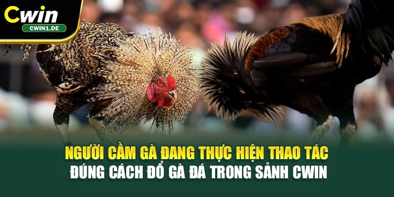 Người cầm gà đang thực hiện thao tác đúng cách đổ gà đá trong sảnh Cwin